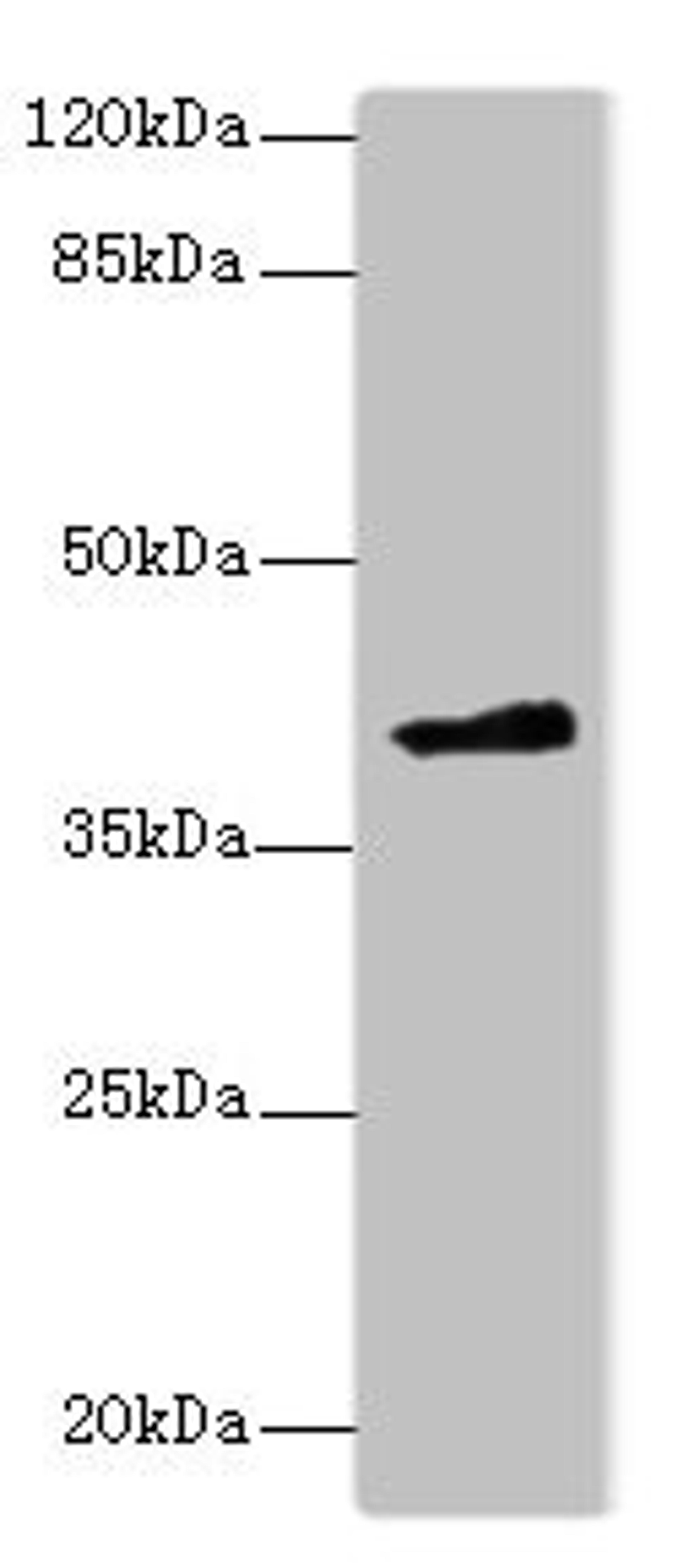 Western blot. All lanes: FAM118A antibody at 4µg/ml + 293T whole cell lysate. Secondary. Goat polyclonal to rabbit IgG at 1/10000 dilution. Predicted band size: 41, 20 kDa. Observed band size: 41 kDa