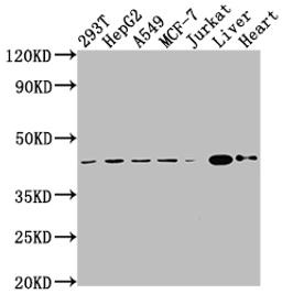 Western Blot. Positive WB detected in: 293T whole cell lysate, HepG2 whole cell lysate, A549 whole cell lysate, MCF-7 whole cell lysate, Jurkat whole cell lysate, Mouse liver tissue, Mouse heart tissue. All lanes: AGTR2 antibody at 1:2000. Secondary. Goat polyclonal to rabbit IgG at 1/50000 dilution. Predicted band size: 42 kDa. Observed band size: 42 kDa. 