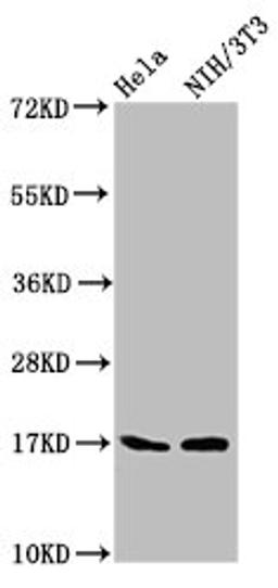 Western Blot. Positive WB detected in: Hela whole cell lysate, NIH/3T3 whole cell lysate. All lanes: Birc5 antibody at 5.3µg/ml. Secondary. Goat polyclonal to rabbit IgG at 1/50000 dilution. Predicted band size: 17, 15, 5 kDa. Observed band size: 17 kDa