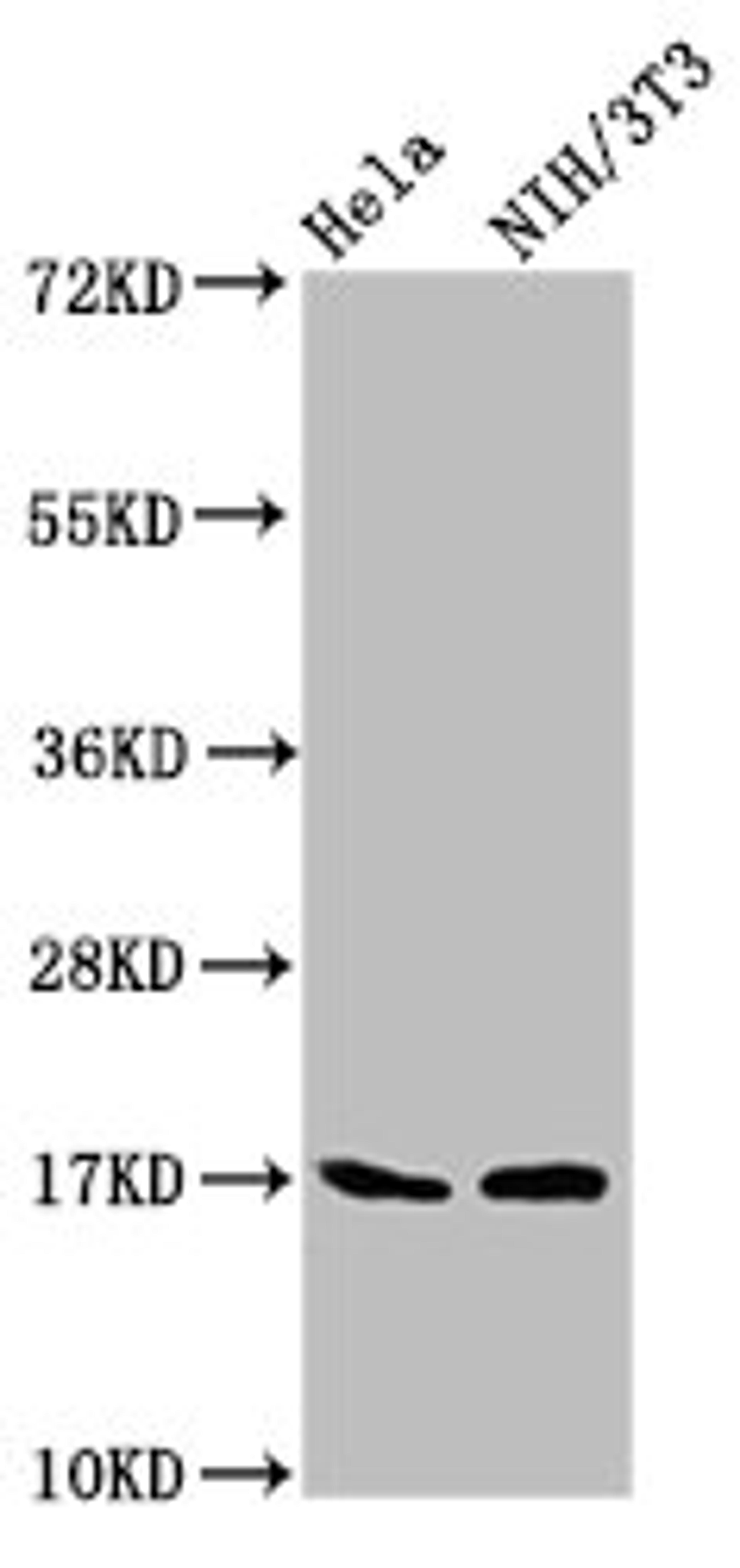 Western Blot. Positive WB detected in: Hela whole cell lysate, NIH/3T3 whole cell lysate. All lanes: Birc5 antibody at 5.3µg/ml. Secondary. Goat polyclonal to rabbit IgG at 1/50000 dilution. Predicted band size: 17, 15, 5 kDa. Observed band size: 17 kDa