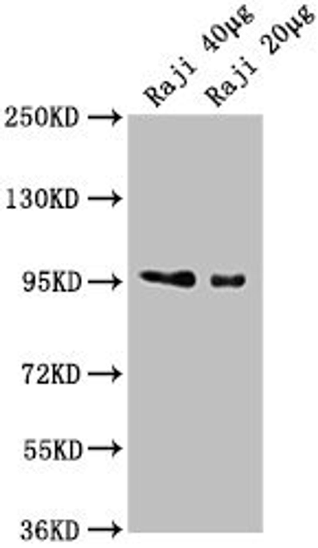 Western Blot. Positive WB detected in: Raji whole cell lysate. All lanes: CD19 antibody at 1:2000. Secondary. Goat polyclonal to Mouse IgG at 1/10000 dilution. Predicted band size: 61 kDa. Observed band size: 95 kDa. 