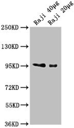 Western Blot. Positive WB detected in: Raji whole cell lysate. All lanes: CD19 antibody at 1:2000. Secondary. Goat polyclonal to Mouse IgG at 1/10000 dilution. Predicted band size: 61 kDa. Observed band size: 95 kDa.