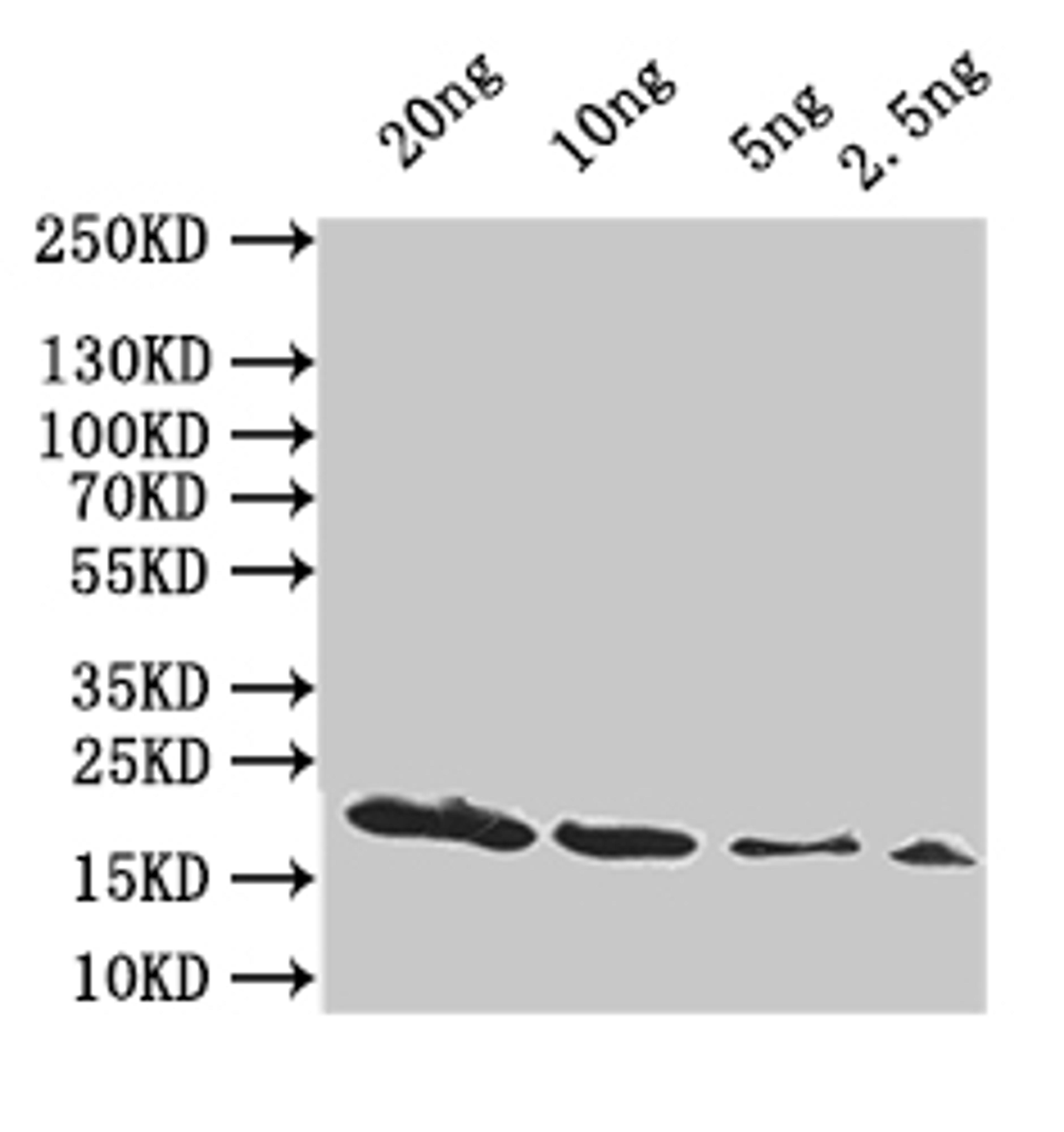 Western Blot. Positive WB detected in: recombinant protein. All lanes:hupA Antibody at 1:1000. Secondary. Goat polyclonal to rabbit IgG at 1/50000 dilution. Predicted band size: 19 kDa. Observed band size: 19 kDa. 