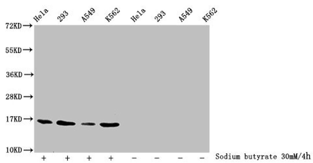 Western Blot. Detected samples: Hela whole cell lysate, 293 whole cell lysate, A549 whole cell lysate, K562 whole cell lysate; Untreated (-) or treated (+) with 30mM sodium butyrate for 4h. All lanes: HIST1H3A antibody at 1:2000. Secondary. Goat polyclonal to rabbit IgG at 1/40000 dilution. Predicted band size: 16 kDa. Observed band size: 16 kDa
