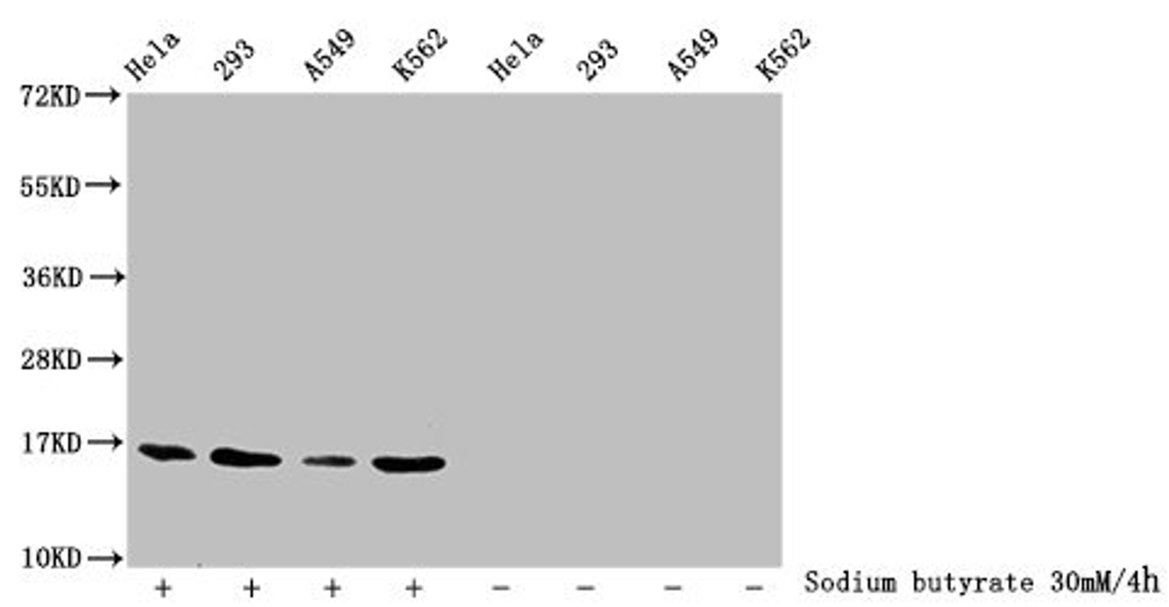 Western Blot. Detected samples: Hela whole cell lysate, 293 whole cell lysate, A549 whole cell lysate, K562 whole cell lysate; Untreated (-) or treated (+) with 30mM sodium butyrate for 4h. All lanes: HIST1H3A antibody at 1:2000. Secondary. Goat polyclonal to rabbit IgG at 1/40000 dilution. Predicted band size: 16 kDa. Observed band size: 16 kDa