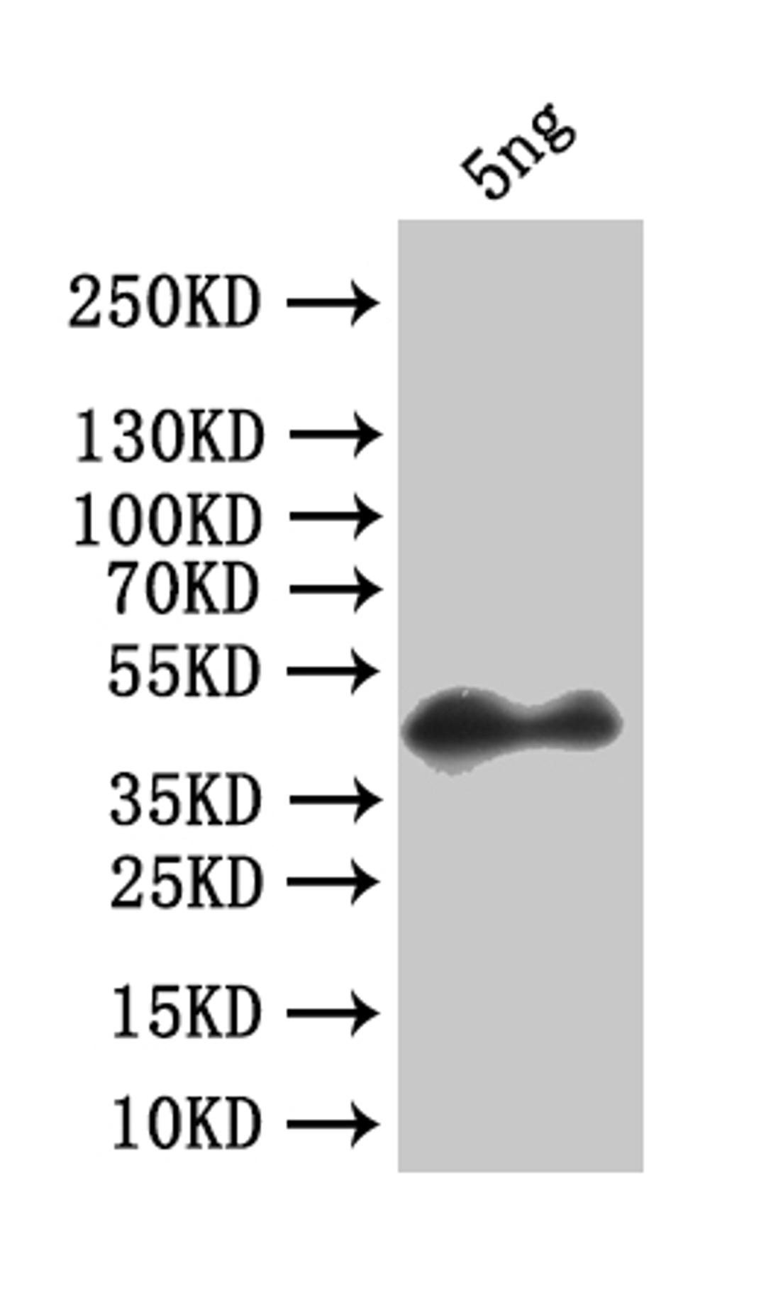 Western Blot. Positive WB detected in: recombinant protein. All lanes:forkhead box protein O Antibody at 1:1000. Secondary. Goat polyclonal to rabbit IgG at 1/50000 dilution. Predicted band size: 35.6 kDa. Observed band size: 42 kDa. 
