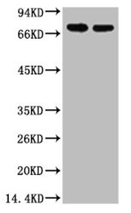 Western blot analysis of HepG2, diluted at 1:2,000.