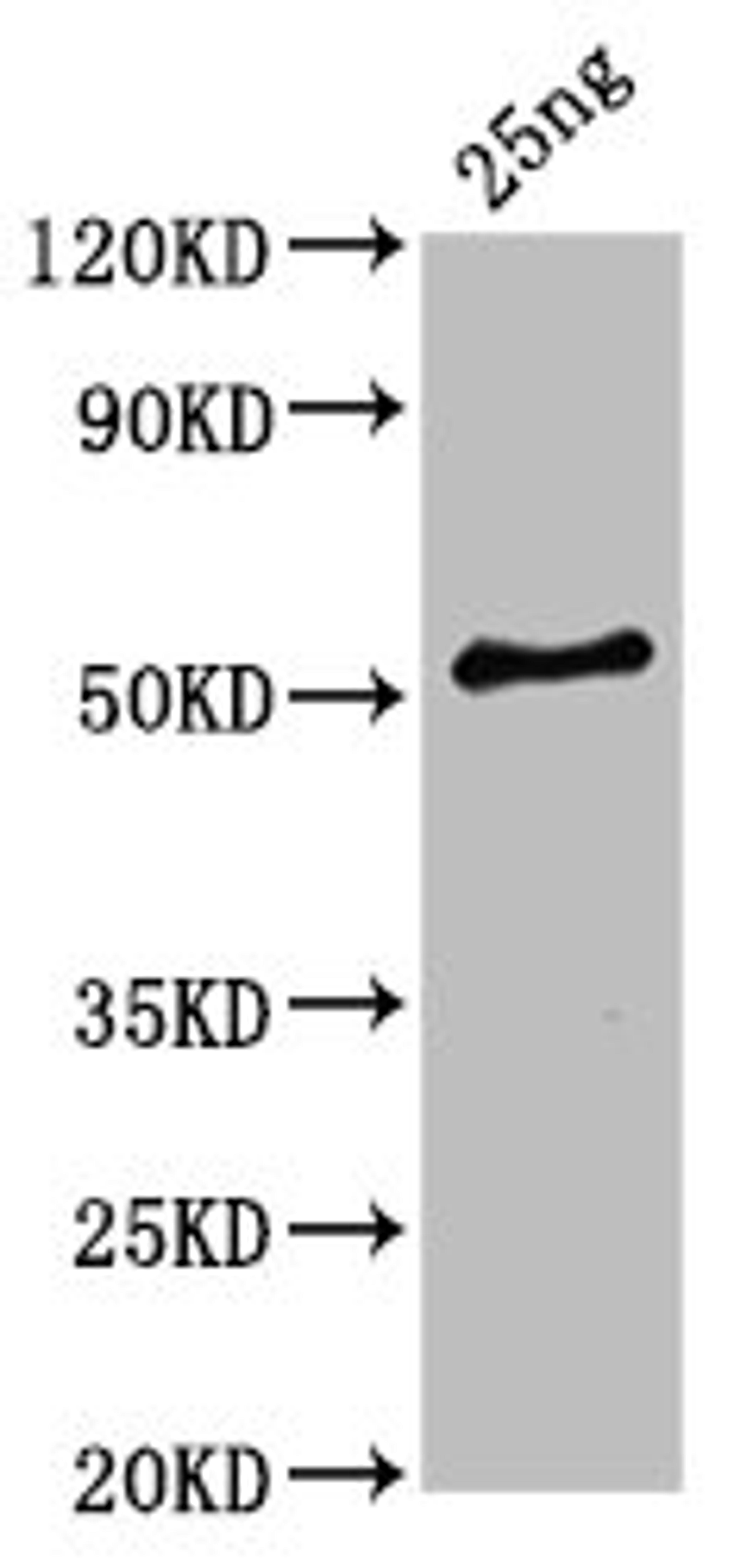 Western Blot. Positive WB detected in Recombinant protein. All lanes: HA-33 antibody at 6ug/ml. Secondary. Goat polyclonal to rabbit IgG at 1/50000 dilution. Predicted band size: 54 kDa. Observed band size: 54 kDa. 