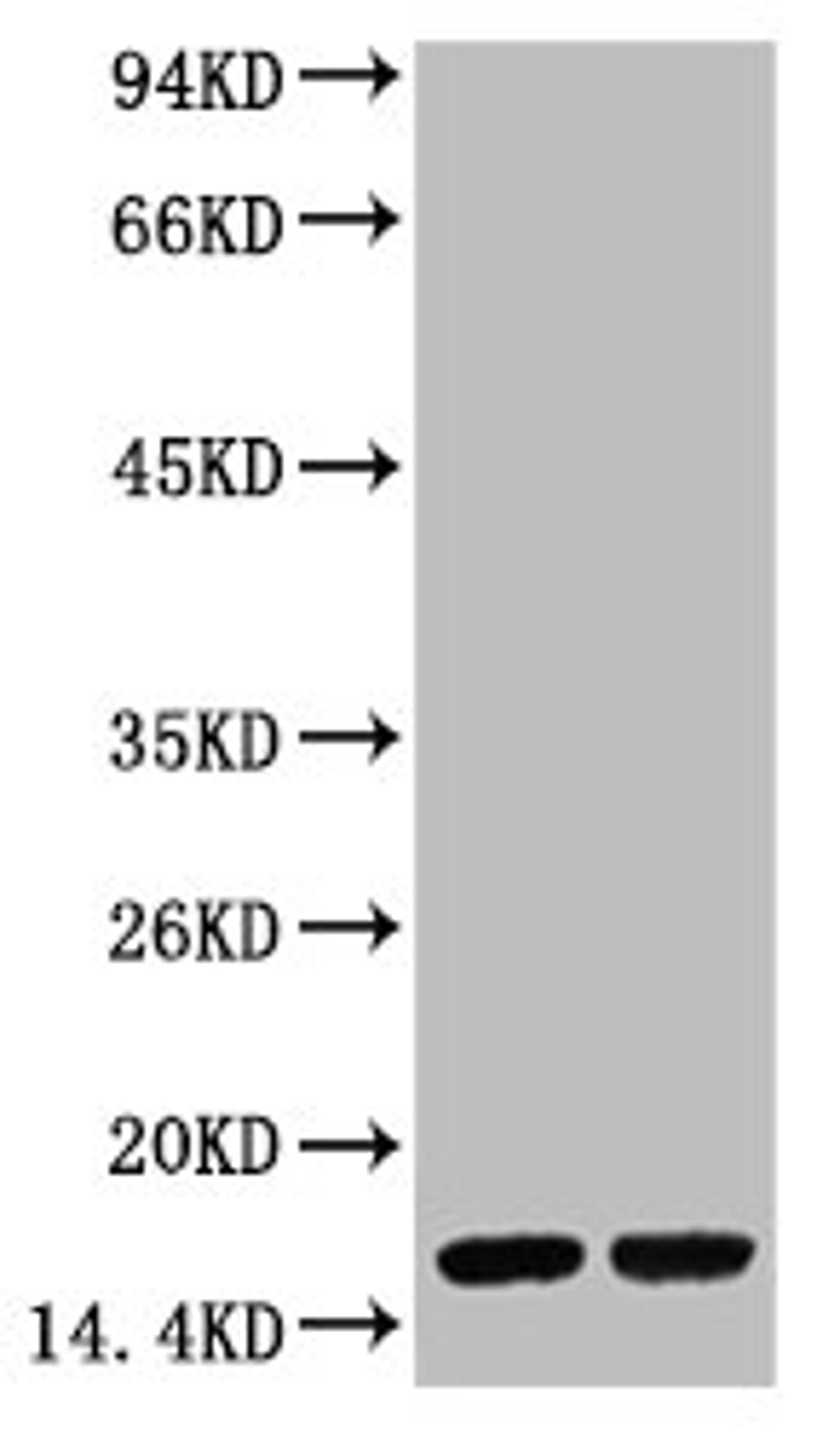 Western blot analysis of Hela, diluted at  1) 1:2,000 2) 1:5,000