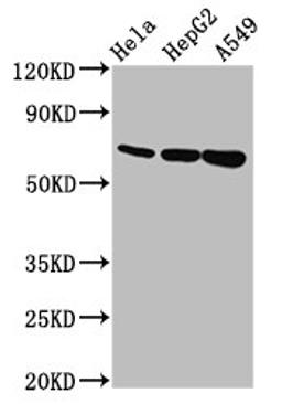 Western Blot. Positive WB detected in: Hela whole cell lysate, HepG2 whole cell lysate, A549 whole cell lysate. All lanes: MUC20 antibody at 5.6µg/ml. Secondary. Goat polyclonal to rabbit IgG at 1/50000 dilution. Predicted band size: 72, 69 kDa. Observed band size: 72 kDa