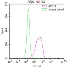 Overlay Peak curve showing HepG2 cells stained with CSB-RA966671A0HU (red line) at 1:50. The cells were fixed in 4% formaldehyde and permeated by 0.2% TritonX-100. Then 10% normal goat serum to block non-specific protein-protein interactions followed by the antibody (1µg/1*10<sup>6</sup>cells) for 45min at 4℃. The secondary antibody used was FITC-conjugated Goat Anti-rabbit IgG(H+L) at 1:200 dilution for 35min at 4℃.Control antibody (green line) was rabbit IgG (1µg/1*10<sup>6</sup>cells) used under the same conditions. Acquisition of >10,000 events was performed.