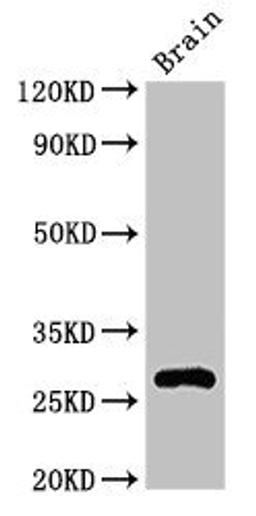 Western Blot. Positive WB detected in: Mouse brain tissue. All lanes: DNAJC4 antibody at 3.2ug/ml. Secondary. Goat polyclonal to rabbit IgG at 1/50000 dilution. Predicted band size: 28 kDa. Observed band size: 28 kDa. 