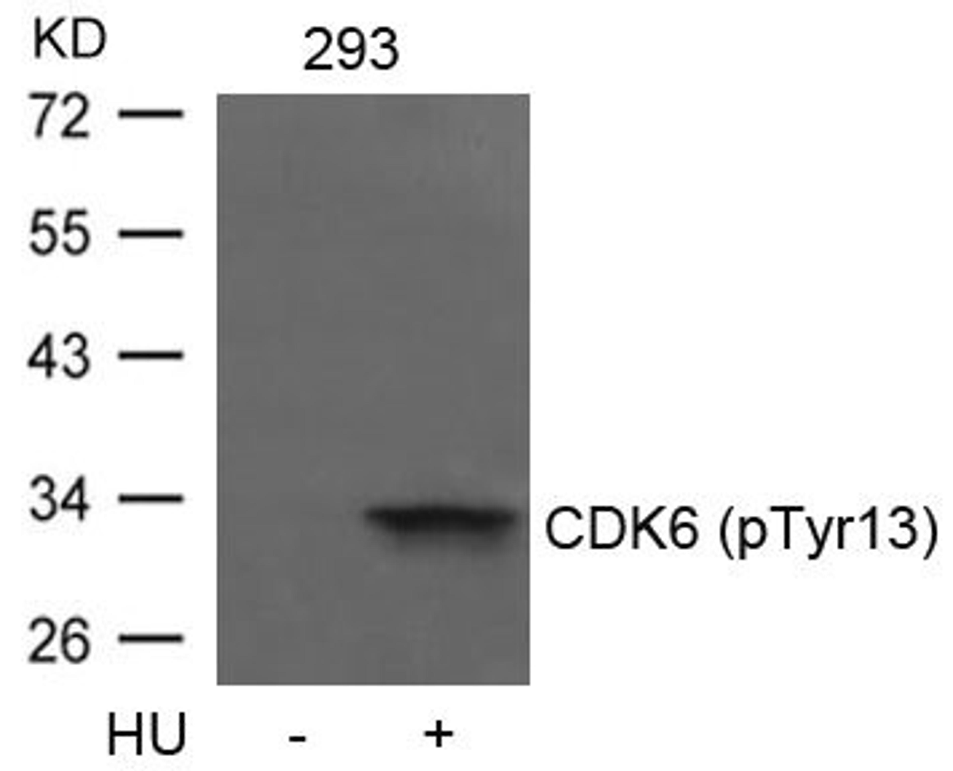 Western blot analysis of extracts from 293 cells untreated or treated with HU using CDK6(phospho-Tyr13) Antibody.