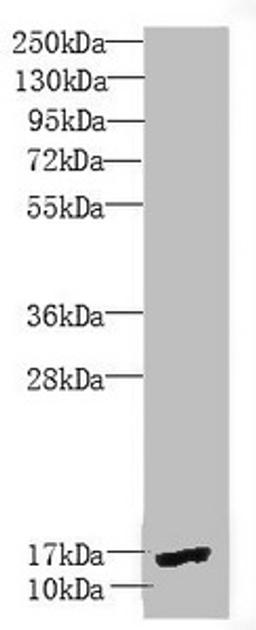 Western blot. All lanes: PEA15 antibody at 1.9 ug/ml + Mouse brain tissue. Secondary. Goat polyclonal to rabbit IgG at 1/10000 dilution. Predicted band size: 16, 18 kDa. Observed band size: 16 kDa. 