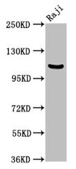 Western Blot. Positive WB detected in: Raji whole cell lysate. All lanes: NFKB1 antibody at 3.75µg/ml. Secondary. Goat polyclonal to rabbit IgG at 1/50000 dilution. Predicted band size: 106, 86 kDa. Observed band size: 106 kDa