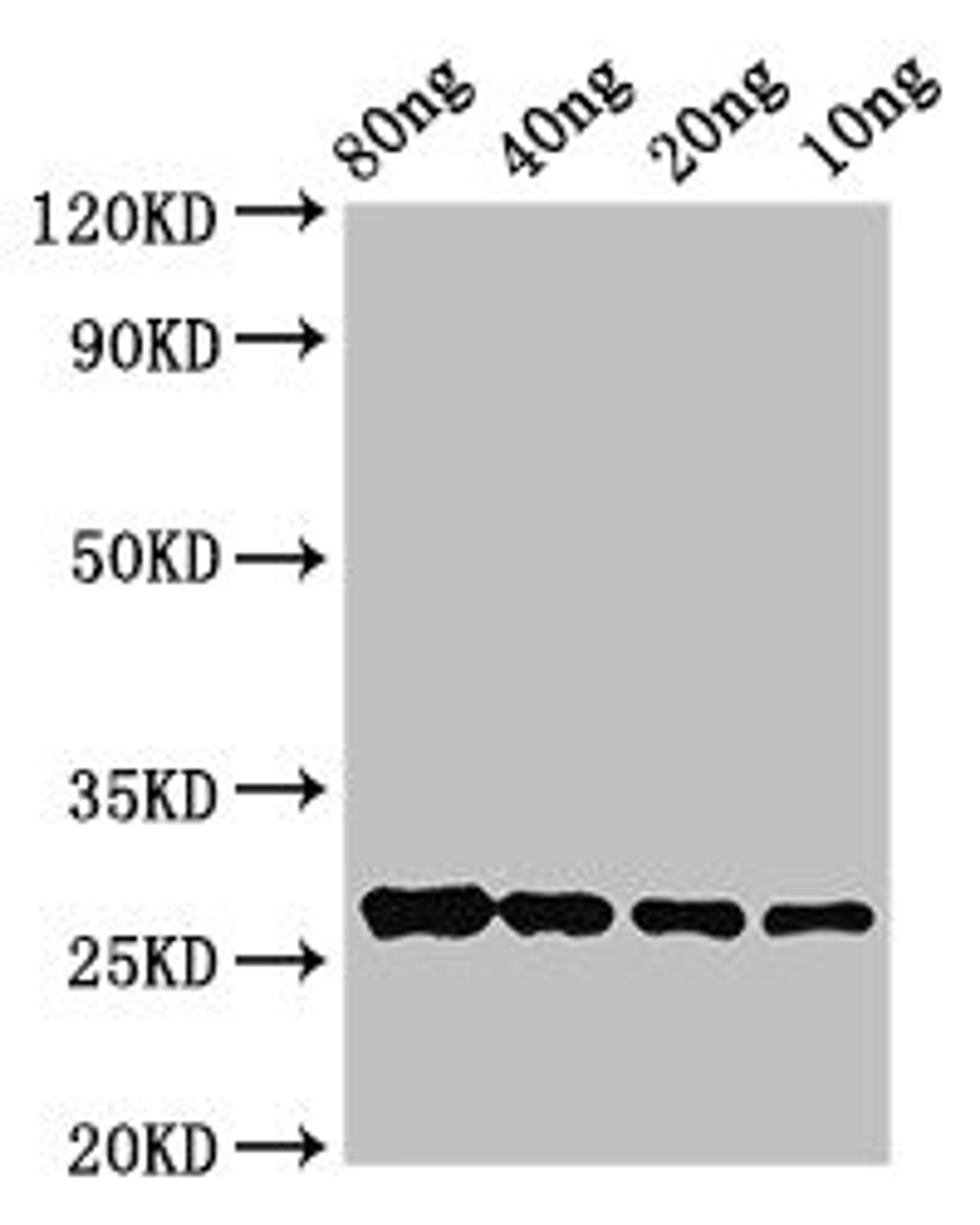 Western Blot. Positive WB detected in Recombinant protein. All lanes: OLE9 antibody at 2.8ug/ml. Secondary. Goat polyclonal to rabbit IgG at 1/50000 dilution. predicted band size: 27 kDa. observed band size: 27 kDa. 