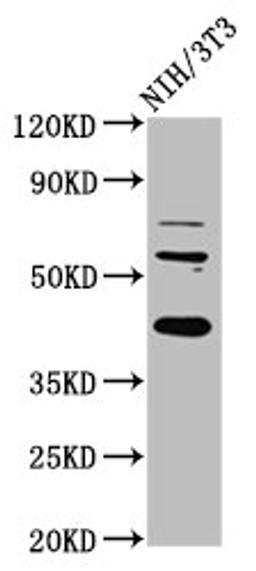 Western Blot. Positive WB detected in: NIH/3T3 whole cell lysate. All lanes: RBFOX2 antibody at 6ug/ml. Secondary. Goat polyclonal to rabbit IgG at 1/50000 dilution. Predicted band size: 42, 41, 38, 40, 48, 44 kDa. Observed band size: 42 kDa.