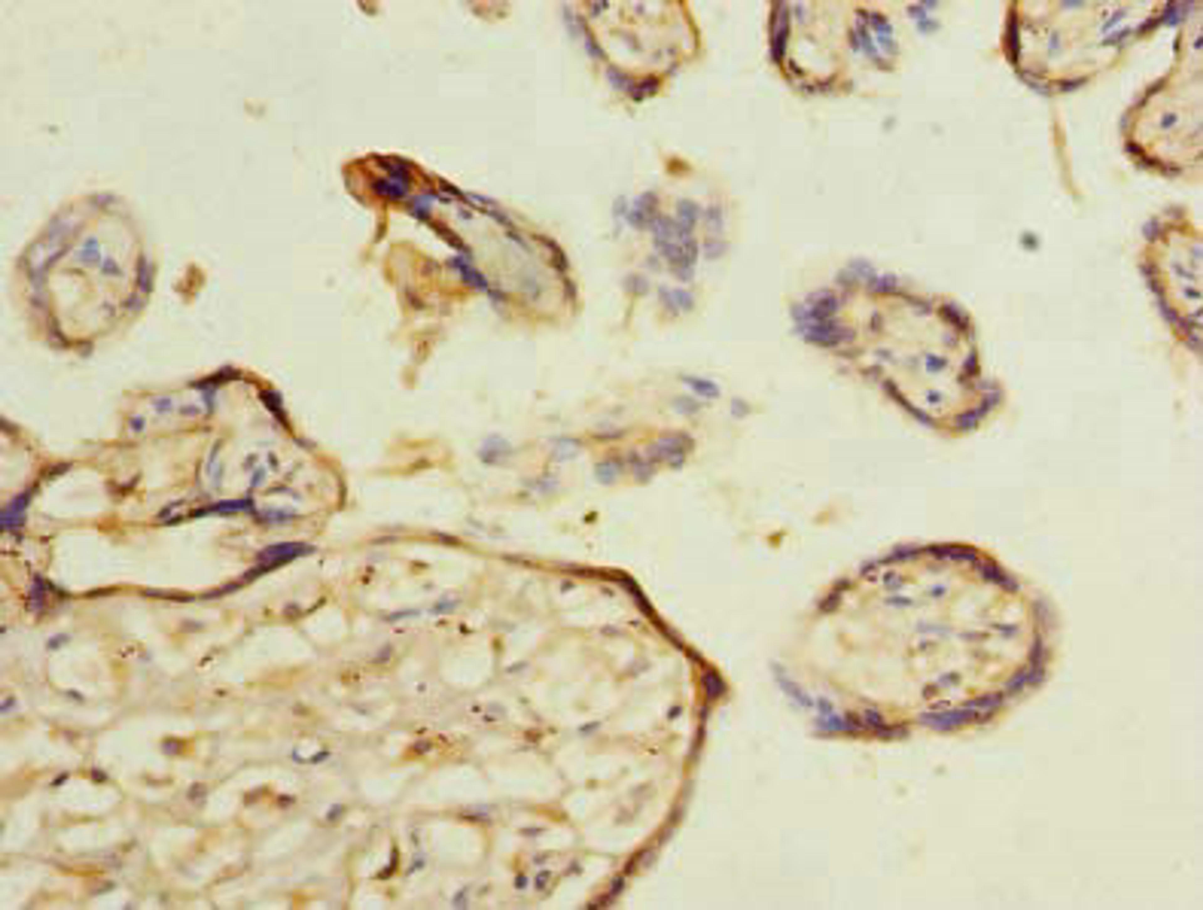 Immunohistochemistry of paraffin-embedded human placenta tissue using CSB-PA014643LA01HU at dilution of 1:100