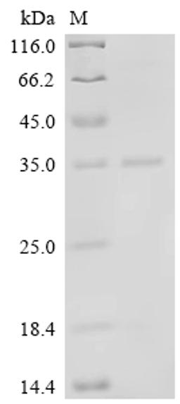 (Tris-Glycine gel) Discontinuous SDS-PAGE (reduced) with 5% enrichment gel and 15% separation gel.
