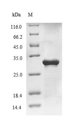 (Tris-Glycine gel) Discontinuous SDS-PAGE (reduced) with 5% enrichment gel and 15% separation gel.