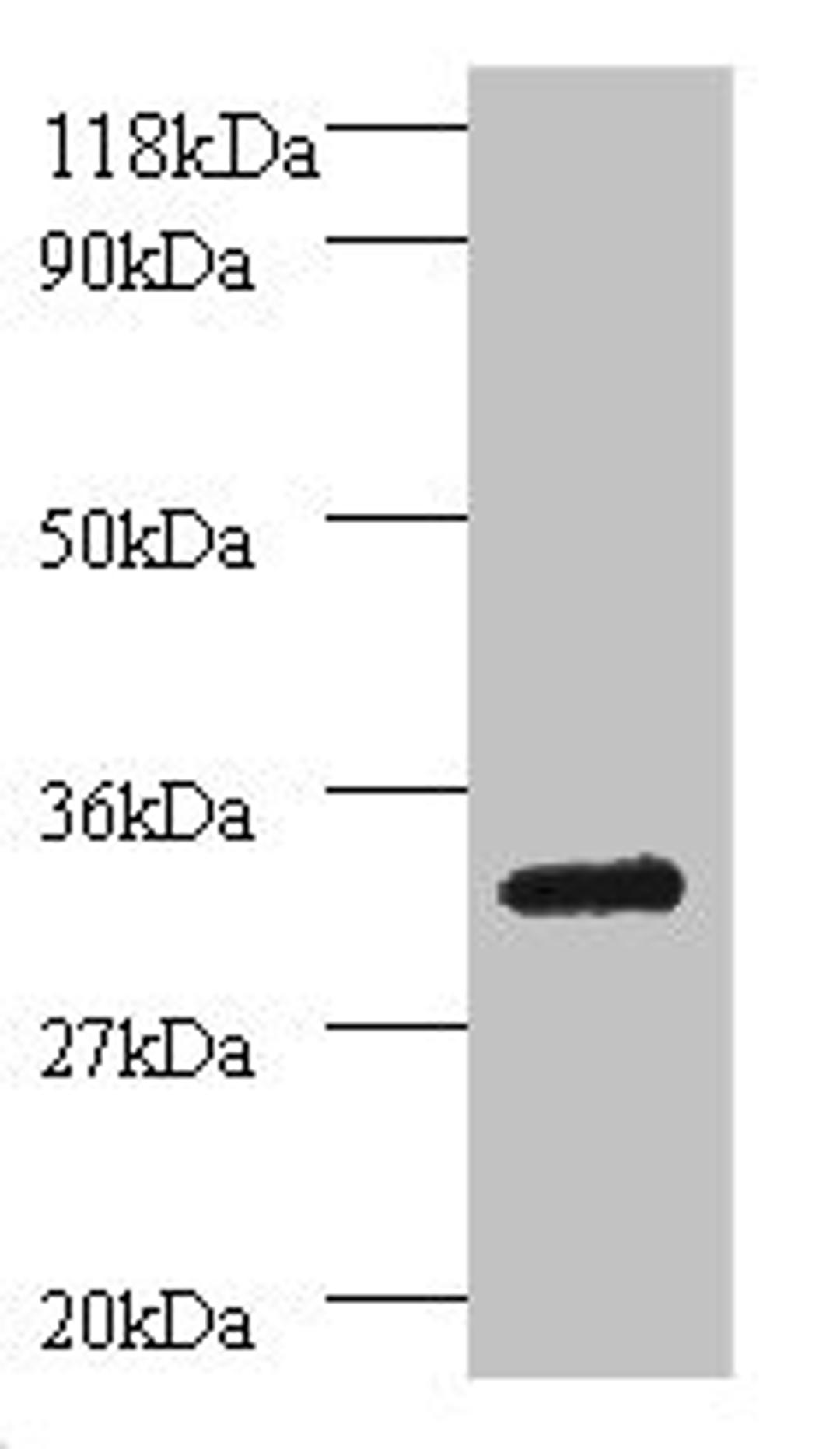 Western blot. All lanes: Proteasome subunit beta type-7 antibody at 2ug/ml + 293T whole cell lysate. Secondary. Goat polyclonal to rabbit IgG at 1/15000 dilution. Predicted band size: 30, 16 kDa. Observed band size: 30 kDa. 