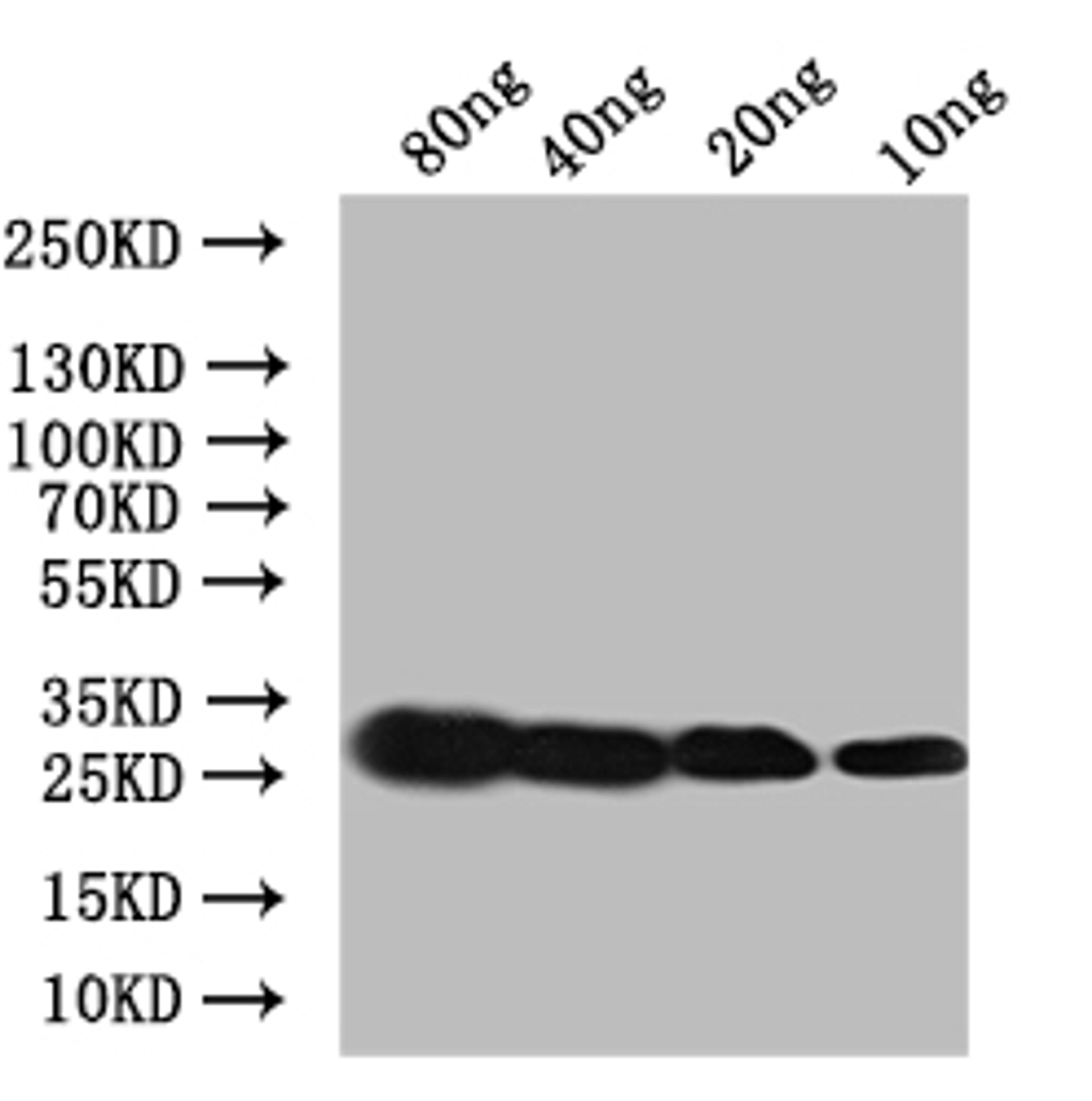 Western Blot. Positive WB detected in: recombinant protein. All lanes:Ace Antibody at 1:1000. Secondary. Goat polyclonal to rabbit IgG at 1/50000 dilution. Predicted band size: 30 kDa. Observed band size: 30 kDa. 