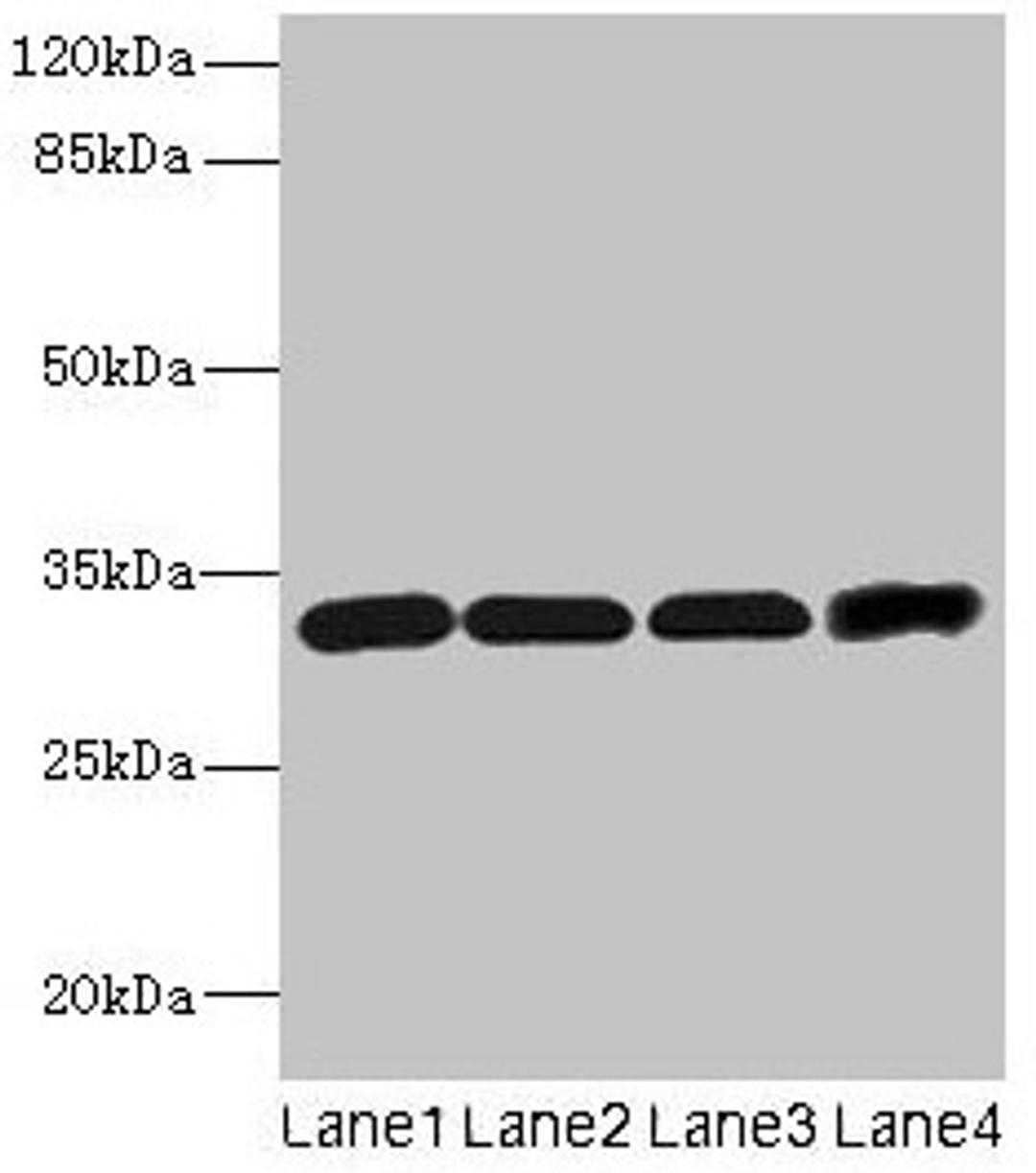 Western blot. All lanes: Ms4a1 antibody at 4µg/ml. Lane 1: Hela whole cell lysate. Lane 2: Jurkat whole cell lysate. Lane 3: 293T whole cell lysate. Lane 4: HL60 whole cell lysate. Secondary. Goat polyclonal to rabbit IgG at 1/10000 dilution. Predicted band size: 32 kDa. Observed band size: 32 kDa