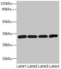 Western blot. All lanes: Ms4a1 antibody at 4µg/ml. Lane 1: Hela whole cell lysate. Lane 2: Jurkat whole cell lysate. Lane 3: 293T whole cell lysate. Lane 4: HL60 whole cell lysate. Secondary. Goat polyclonal to rabbit IgG at 1/10000 dilution. Predicted band size: 32 kDa. Observed band size: 32 kDa