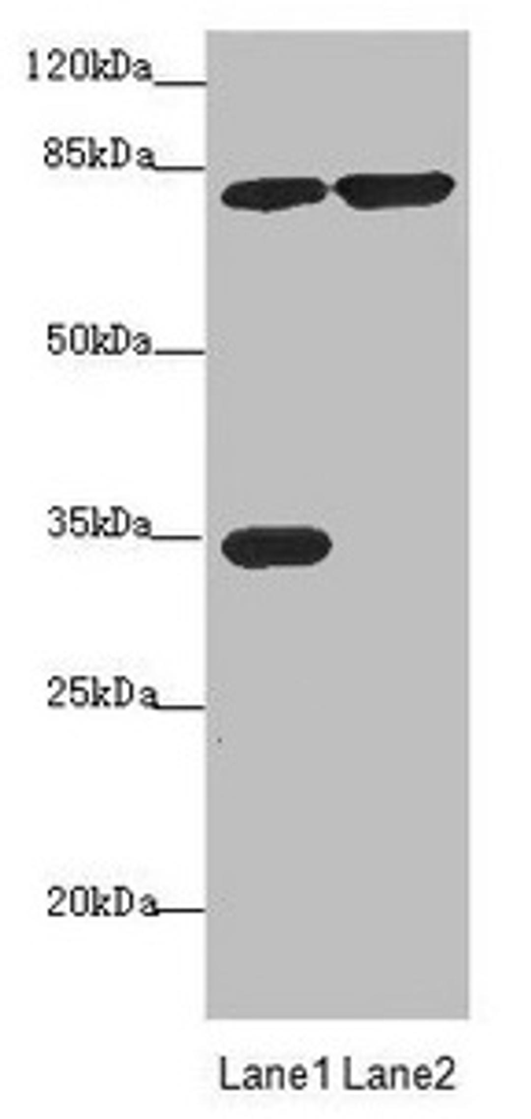 Western blot. All lanes: MTO1 antibody at 4.11µg/ml. Lane 1: Rat heart tissue. Lane 2: Jurkat whole cell lysate. Secondary. Goat polyclonal to rabbit IgG at 1/10000 dilution. Predicted band size: 80, 67, 35, 78, 73, 82 kDa. Observed band size: 80, 35 kDa