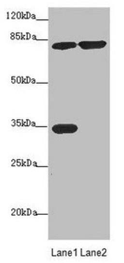 Western blot. All lanes: MTO1 antibody at 4.11µg/ml. Lane 1: Rat heart tissue. Lane 2: Jurkat whole cell lysate. Secondary. Goat polyclonal to rabbit IgG at 1/10000 dilution. Predicted band size: 80, 67, 35, 78, 73, 82 kDa. Observed band size: 80, 35 kDa