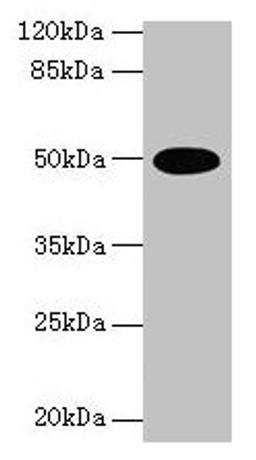 Western blot. All lanes: TUFM antibody at 2µg/ml + U251 whole cell lysate. Secondary. Goat polyclonal to rabbit IgG at 1/10000 dilution. Predicted band size: 50 kDa. Observed band size: 50 kDa