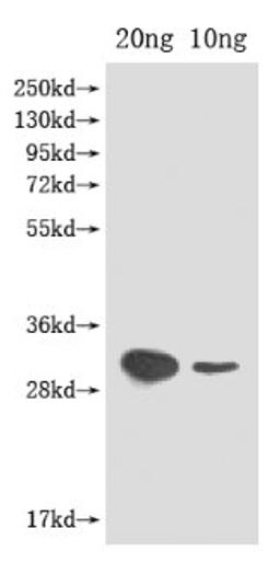 Western Blot. Positive WB detected in Recombinant protein. All lanes: ftz-f1 antibody at 1:2000. Secondary. Goat polyclonal to rabbit IgG at 1/50000 dilution. Predicted band size: 30 kDa. Observed band size: 30 kDa. 
