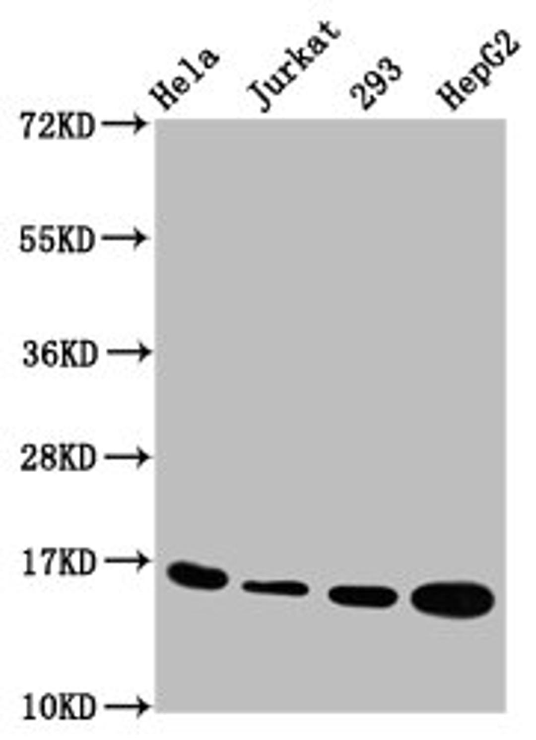 Western Blot. Positive WB detected in: Hela whole cell lysate, Jurkat whole cell lysate, 293 whole cell lysate, HepG2 whole cell lysate. All lanes: HIST1H3A antibody at 1.2µg/ml. Secondary. Goat polyclonal to rabbit IgG at 1/50000 dilution. Predicted band size: 16 kDa. Observed band size: 16 kDa