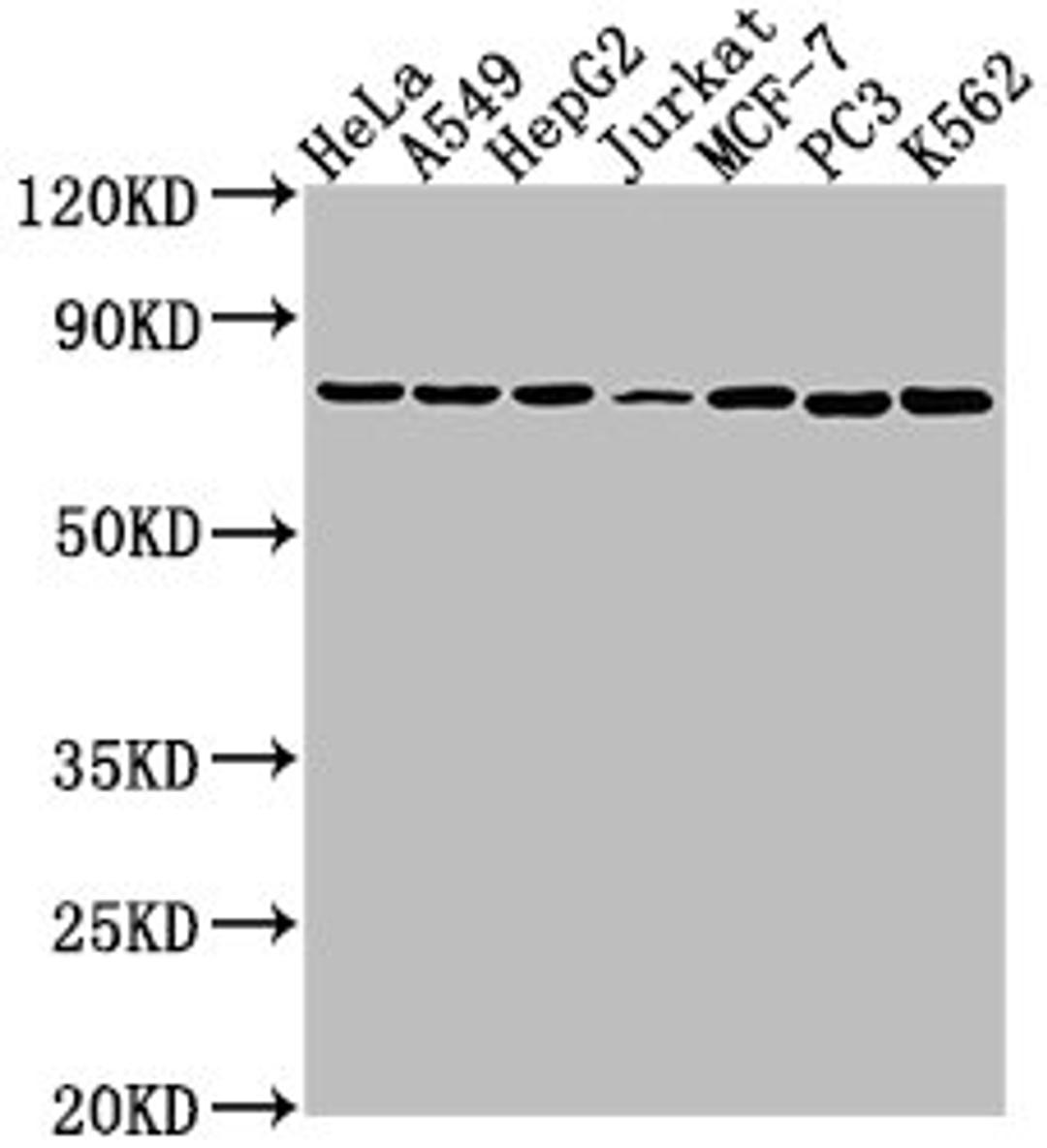 Western Blot. Positive WB detected in: Hela whole cell lysate, A549 whole cell lysate, HepG2 whole cell lysate, Jurkat whole cell lysate, MCF-7 whole cell lysate, PC3 whole cell lysate, K562 whole cell lysate. All lanes: HSPA1B antibody at 1:2000. Secondary. Goat polyclonal to rabbit IgG at 1/50000 dilution. Predicted band size: 71 kDa. Observed band size: 71 kDa. 