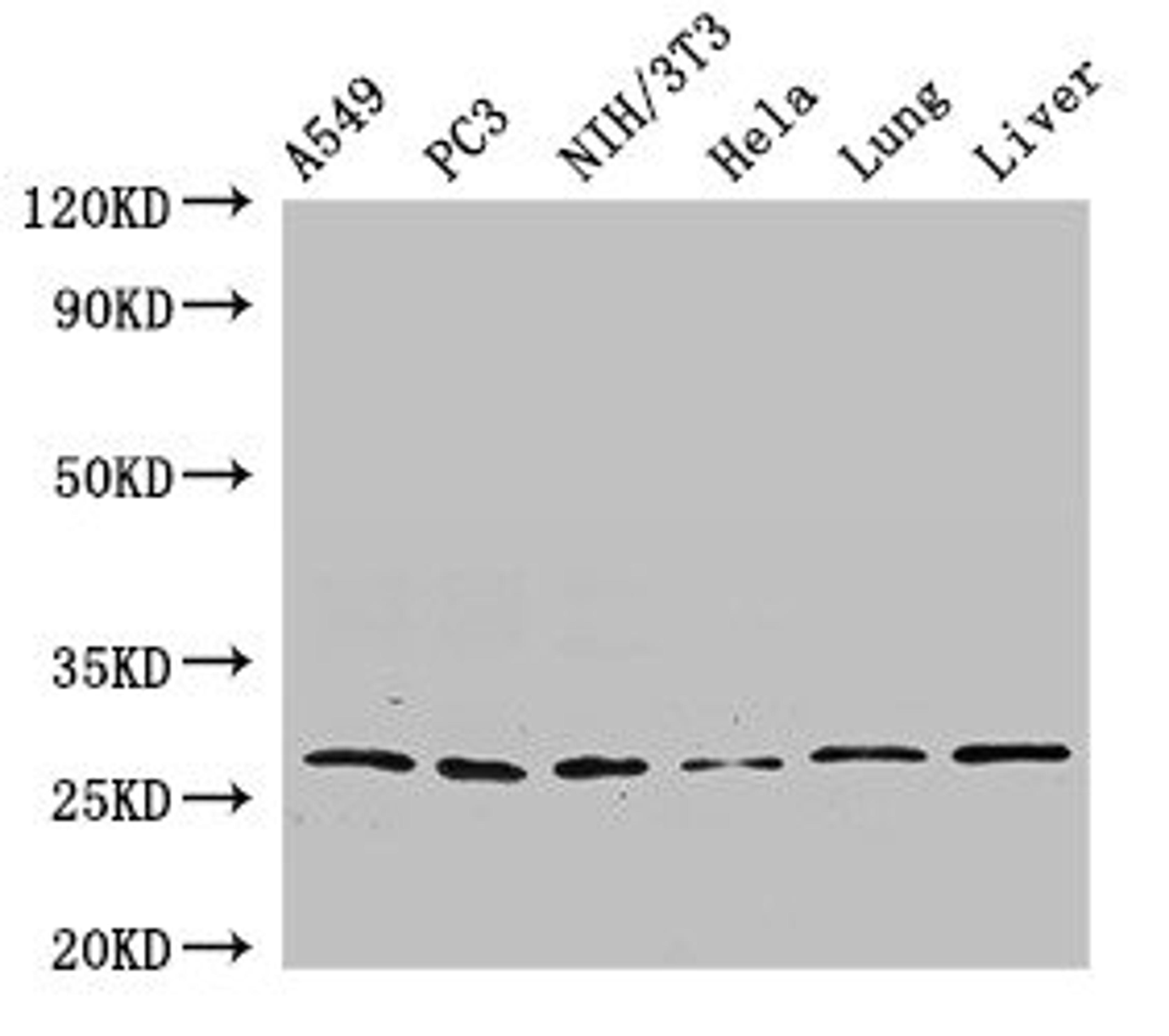 Western Blot. Positive WB detected in: A549 whole cell lysate, PC-3 whole cell lysate, NIH/3T3 whole cell lysate, Hela whole cell lysate, Rat lung tissue, Mouse liver tissue. All lanes: PSMA3 antibody at 2.7ug/ml. Secondary. Goat polyclonal to rabbit IgG at 1/50000 dilution. Predicted band size: 29, 28 kDa. Observed band size: 29 kDa. 
