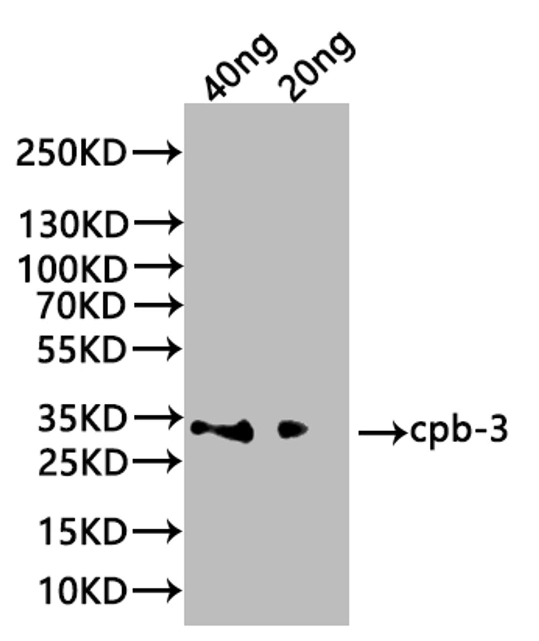 Western Blot. Positive WB detected in: recombinant protein. All lanes:cpb-3 Antibody at 1:1000. Secondary. Goat polyclonal to rabbit IgG at 1/20000 dilution. Predicted band size: 28.5 kDa. Observed band size: 30 kDa. 