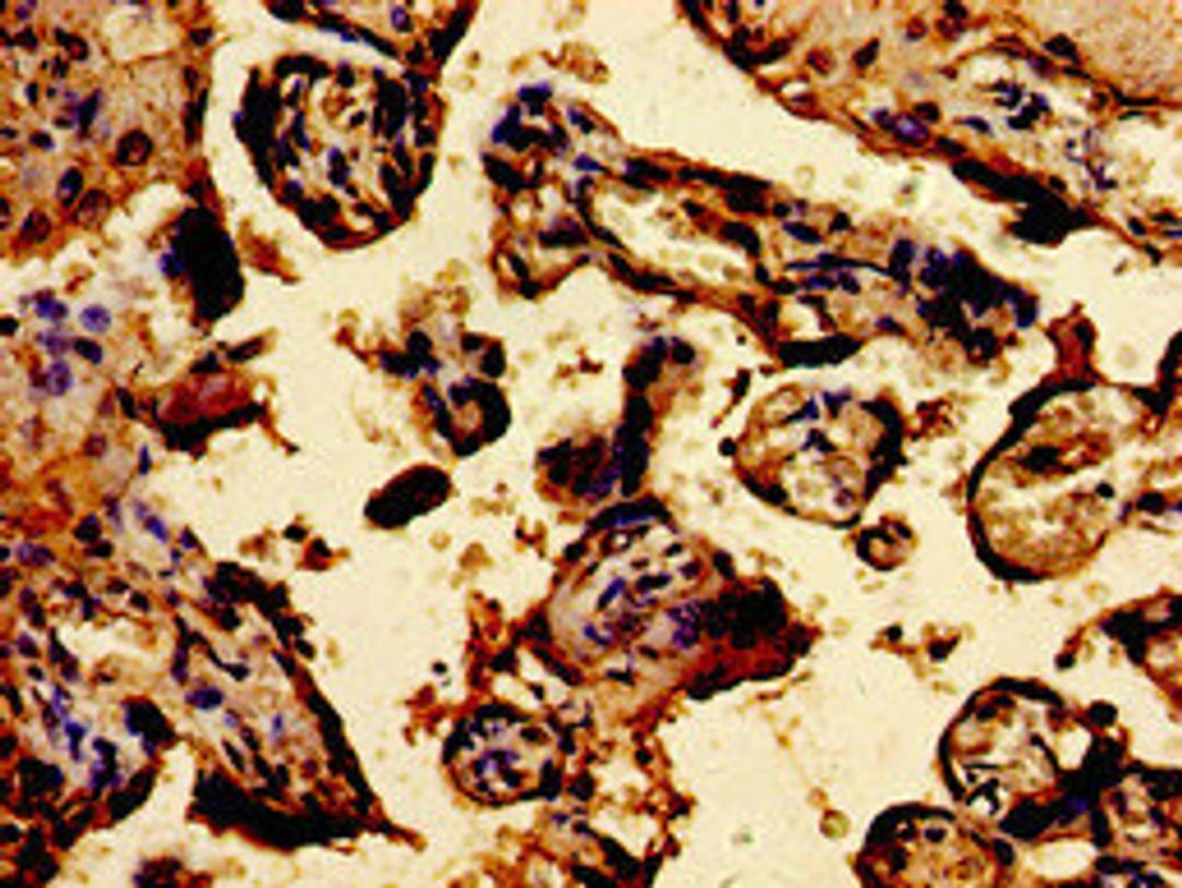 Immunohistochemistry of paraffin-embedded human placenta tissue using CSB-PA024134LA01HU at dilution of 1:100