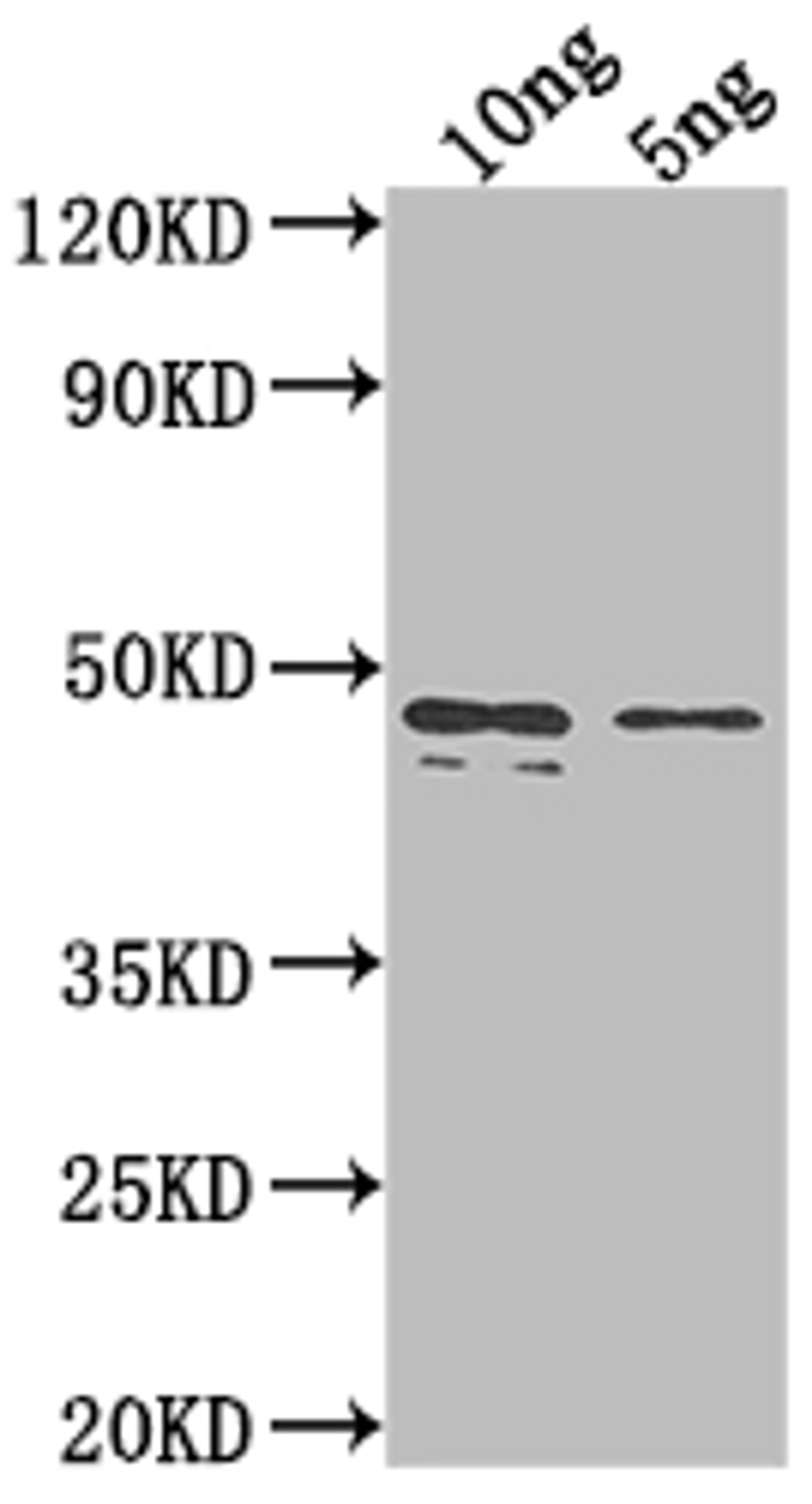 Western Blot. Positive WB detected in Recombinant protein. All lanes: rpaA antibody at 1:2000. Secondary. Goat polyclonal to rabbit IgG at 1/50000 dilution. Predicted band size: 43.3 kDa. Observed band size: 45 kDa. 