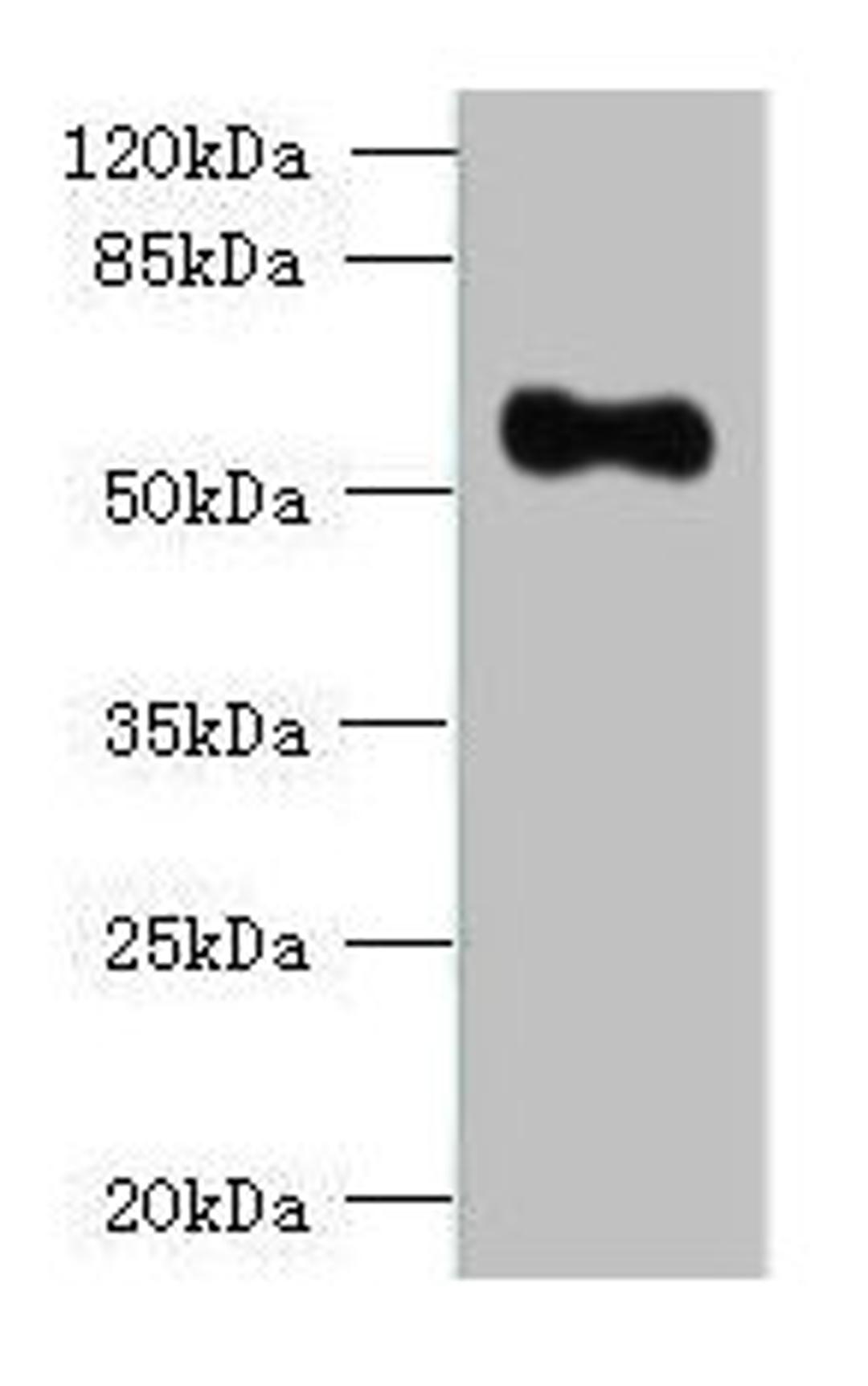 Western blot. All lanes: OSGIN2 antibody at 0.8ug/ml + HepG2 whole cell lysate. Secondary. Goat polyclonal to rabbit IgG at 1/10000 dilution. Predicted band size: 57, 62 kDa. Observed band size: 57 kDa. 