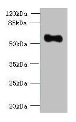 Western blot. All lanes: OSGIN2 antibody at 0.8ug/ml + HepG2 whole cell lysate. Secondary. Goat polyclonal to rabbit IgG at 1/10000 dilution. Predicted band size: 57, 62 kDa. Observed band size: 57 kDa. 
