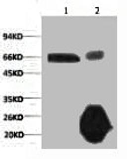 1) Input: Hela Cell Lysate 2) IP product: IP dilute 1:200