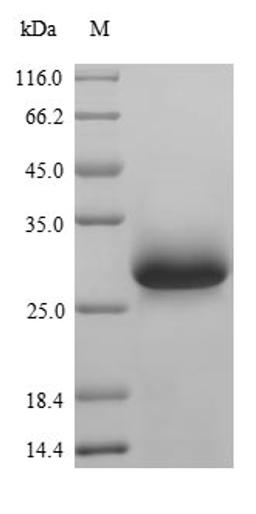The reducing (R) protein migrates as 28 kDa in SDS-PAGE may be due to glycosylation.