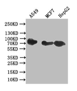 Western Blot. Positive WB detected in: A549 whole cell lysate, MCF7 whole cell lysate, HepG2 whole cell lysate. All lanes: CD44 antibody at 1:1000. Secondary. Goat polyclonal to rabbit IgG at 1/50000 dilution. Predicted band size: 81 kDa. Observed band size: 81 kDa. 