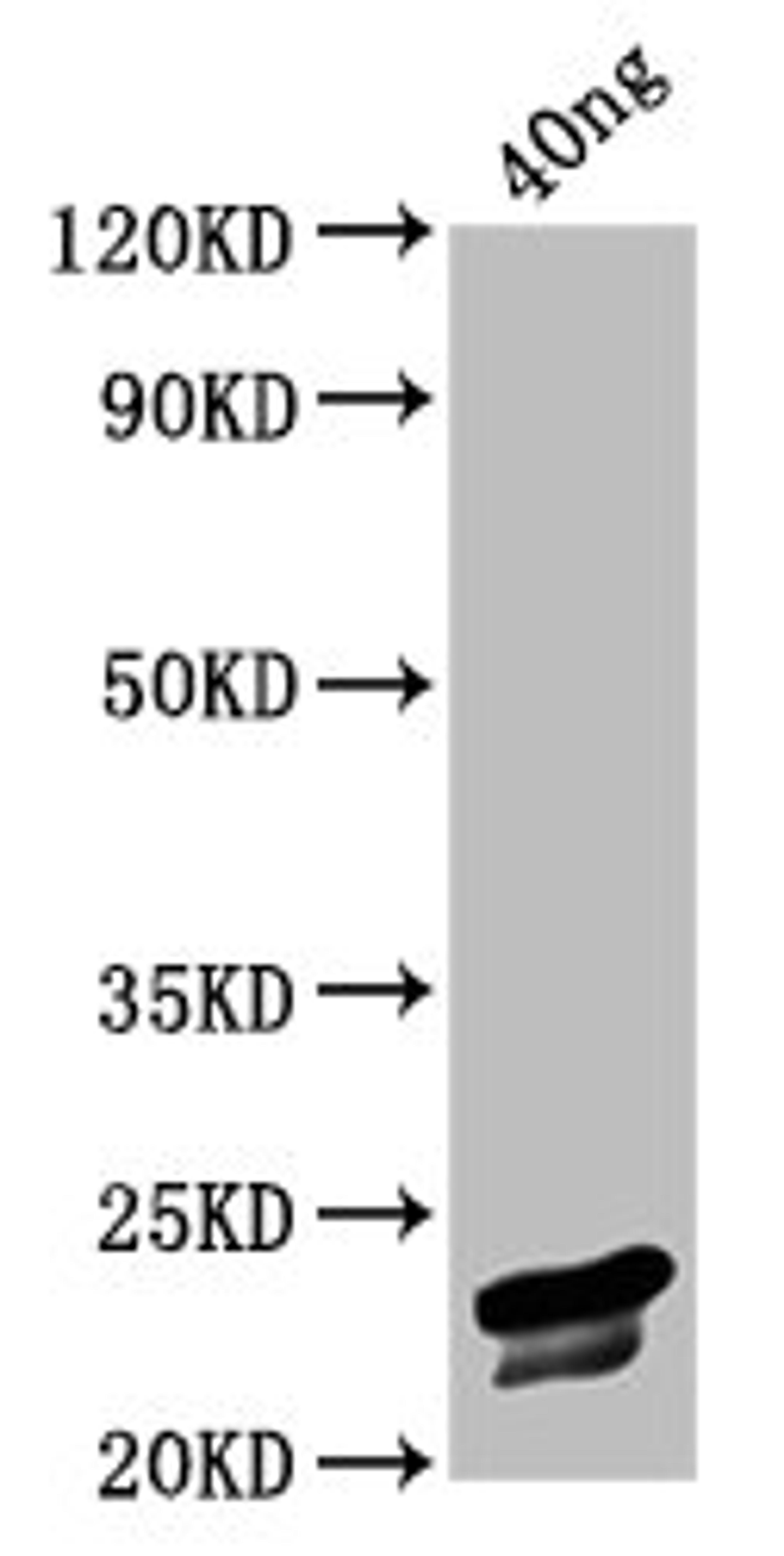 Western Blot. Positive WB detected in Recombinant protein. All lanes: VP3 antibody at 3.2ug/ml. Secondary. Goat polyclonal to rabbit IgG at 1/50000 dilution. Predicted band size: 23 kDa. Observed band size: 23 kDa.