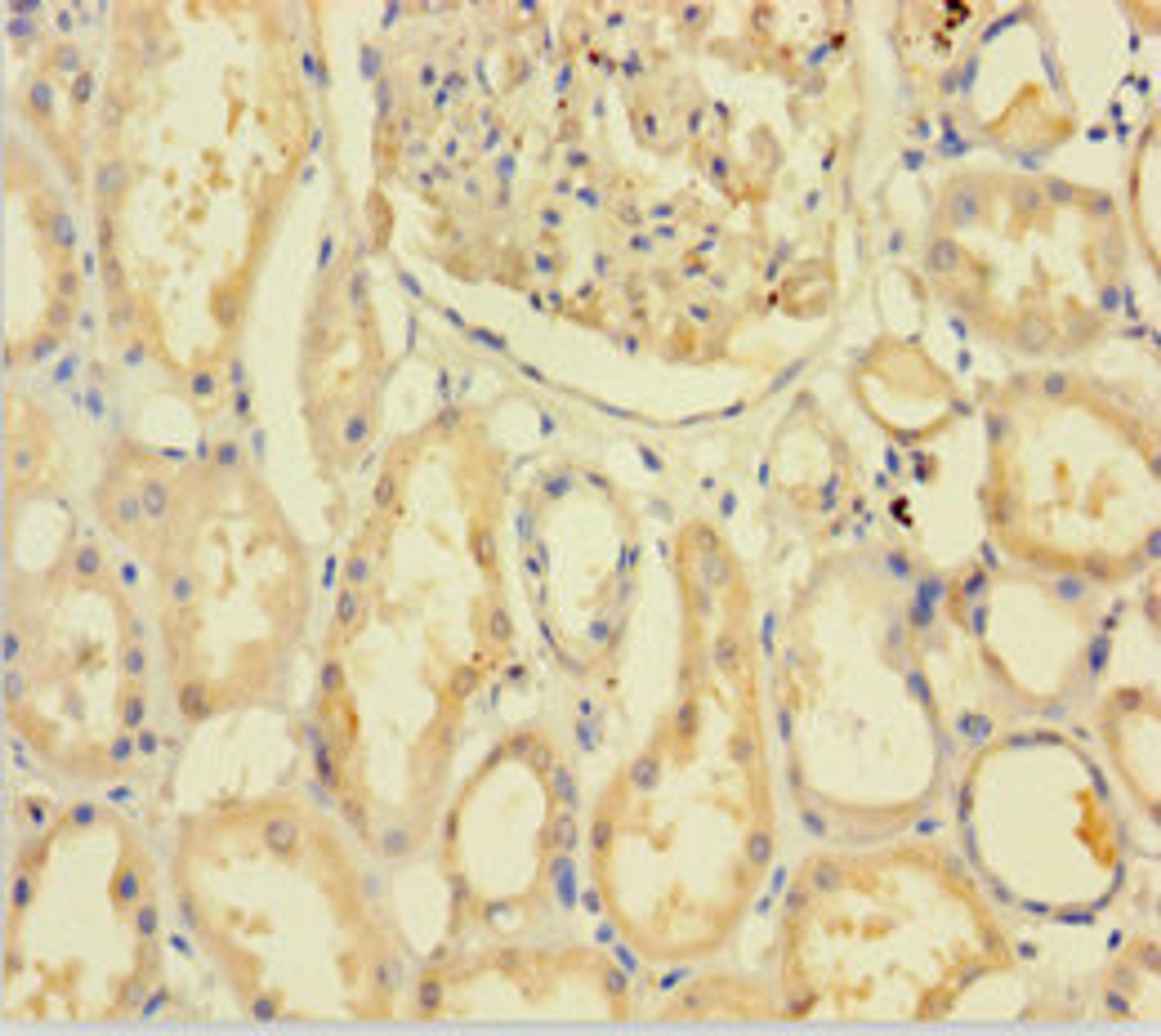 Immunohistochemistry of paraffin-embedded human kidney tissue using CSB-PA842710LA01HU at dilution of 1:100