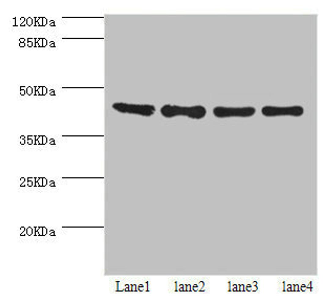 Western blot. All lanes: HERPUD1 antibody at 2.07ug/ml. Lane 1: HepG2 whole cell lysate. Lane 2: Hela whole cell lysate. Lane 3: PC-3 whole cell lysate. Lane 4: 293T whole cell lysate. Secondary. Goat polyclonal to rabbit IgG at 1/10000 dilution. Predicted band size: 44, 27, 41 kDa. Observed band size: 44 kDa. 
