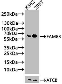 Western Blot. Positive WB detected in: K562 whole cell lysate, 293T whole cell lysate. All lanes: FAM83D antibody at 4.4µg/ml. Secondary. Goat polyclonal to rabbit IgG at 1/50000 dilution. Predicted band size: 65, 63 kDa. Observed band size: 65 kDa