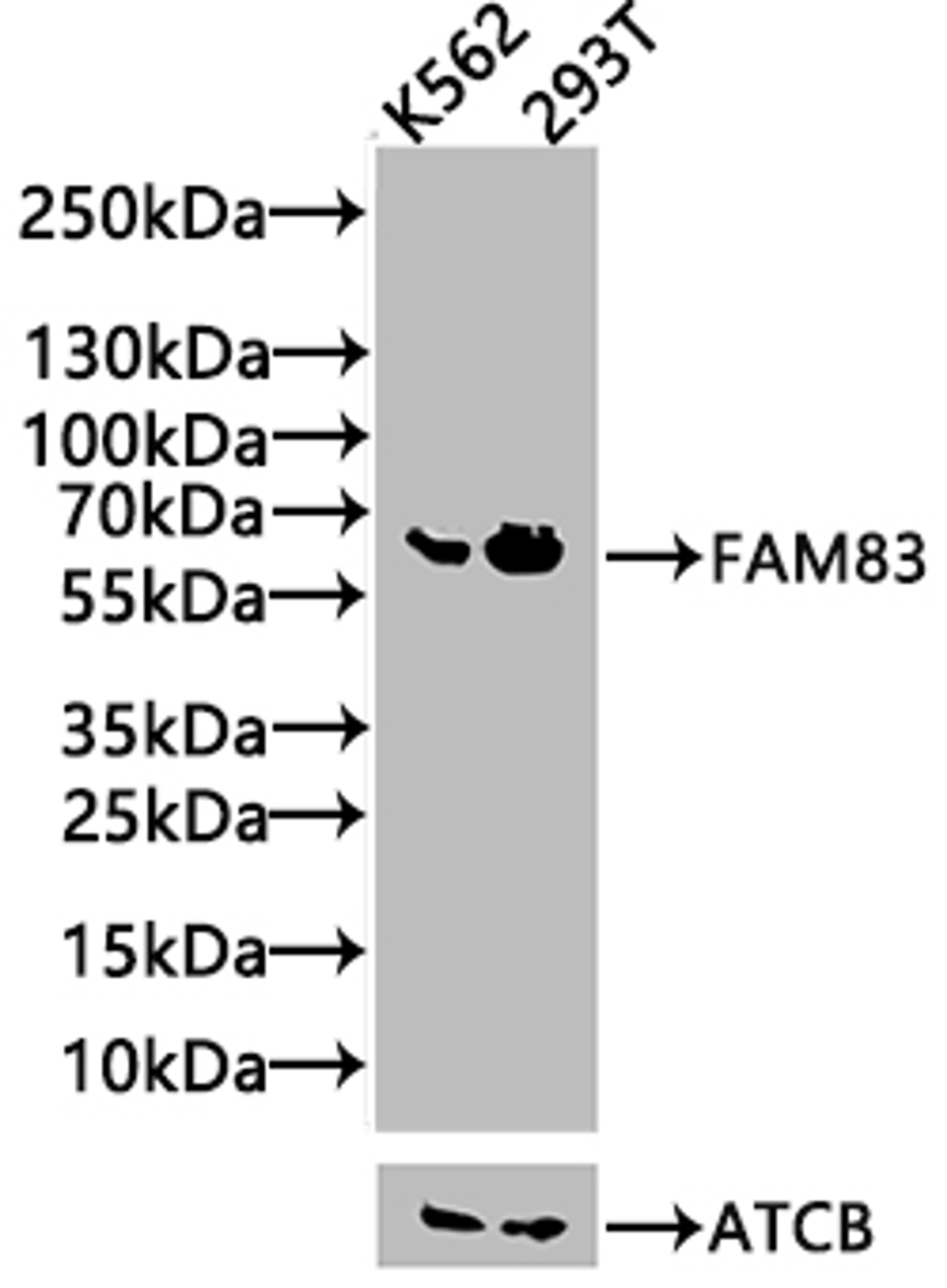 Western Blot. Positive WB detected in: K562 whole cell lysate, 293T whole cell lysate. All lanes: FAM83D antibody at 4.4µg/ml. Secondary. Goat polyclonal to rabbit IgG at 1/50000 dilution. Predicted band size: 65, 63 kDa. Observed band size: 65 kDa
