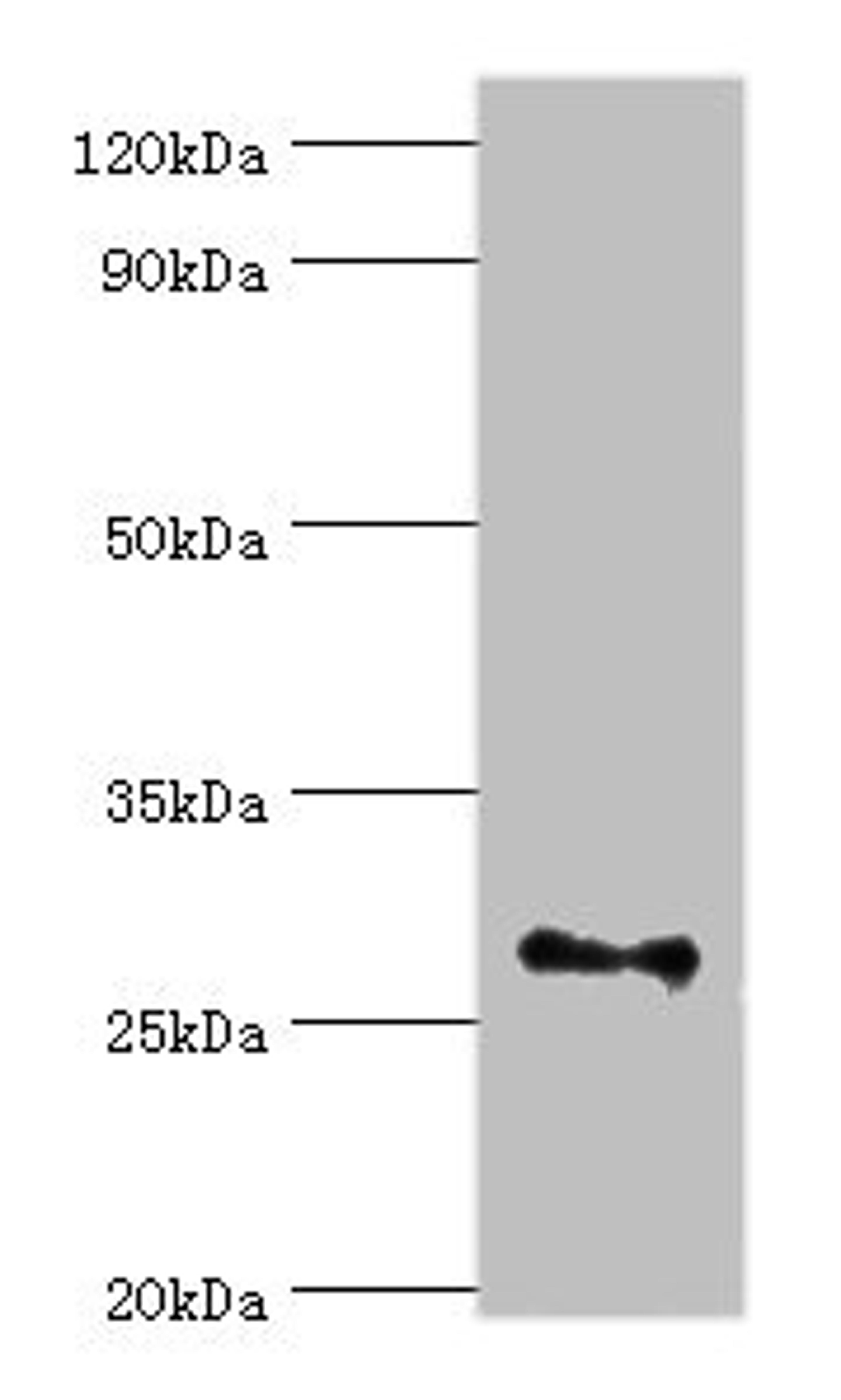 Western blot. All lanes: Fibroblast growth factor 13 antibody at 3ug/ml + Rat brain tissue. Secondary. Goat polyclonal to rabbit IgG at 1/10000 dilution. Predicted band size: 28, 22, 29, 23, 26 kDa. Observed band size: 28 kDa.