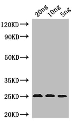 Western Blot. Positive WB detected in: recombinant protein. All lanes: MIC60 Antibody at 1:1000. Secondary. Goat polyclonal to rabbit IgG at 1/50000 dilution. Predicted band size: 24 kDa. Observed band size: 24 kDa. 